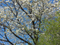 IMG_20150406_152725